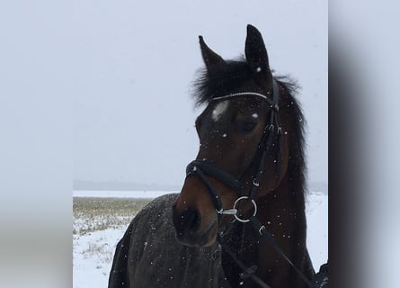 Deutsches Reitpony, Stute, 11 Jahre, 150 cm, Brauner