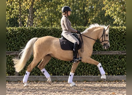 Deutsches Reitpony, Stute, 11 Jahre, 150 cm, Palomino