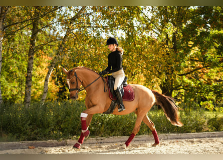 Deutsches Reitpony, Stute, 11 Jahre, 153 cm, Fuchs
