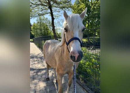 Deutsches Reitpony, Stute, 12 Jahre, 143 cm, Palomino