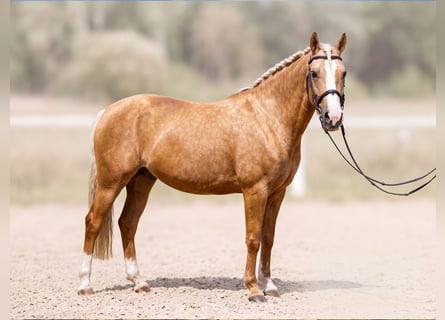 Deutsches Reitpony, Stute, 12 Jahre, 144 cm, Palomino