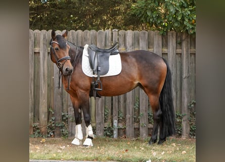 Deutsches Reitpony Mix, Stute, 12 Jahre, 145 cm, Brauner