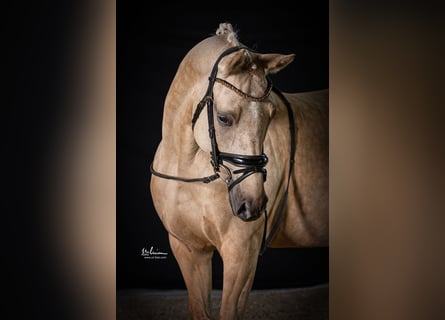 Deutsches Reitpony, Stute, 12 Jahre, 148 cm, Palomino