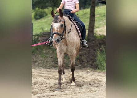 Deutsches Reitpony, Stute, 12 Jahre, 148 cm, Roan-Red