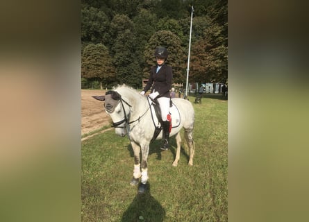 Deutsches Reitpony, Stute, 12 Jahre, 148 cm, Schimmel