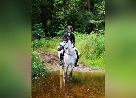 Deutsches Reitpony, Stute, 12 Jahre, 148 cm, Schimmel