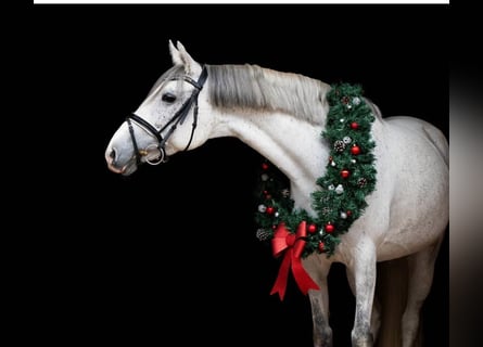 Deutsches Reitpony, Stute, 12 Jahre, 148 cm, Schimmel
