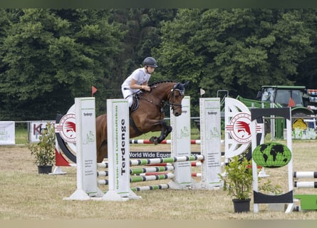 Deutsches Reitpony, Stute, 12 Jahre, 149 cm, Brauner