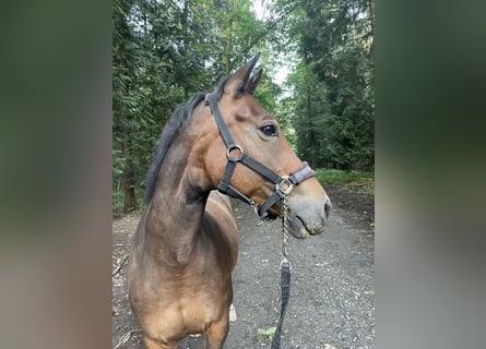 Deutsches Reitpony, Stute, 12 Jahre, 150 cm, Dunkelbrauner