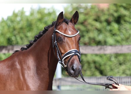 Deutsches Reitpony, Stute, 13 Jahre, 143 cm, Brauner