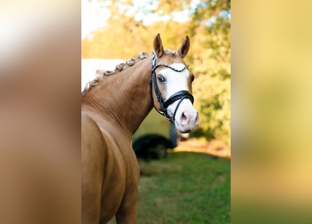 Deutsches Reitpony, Stute, 13 Jahre, 144 cm