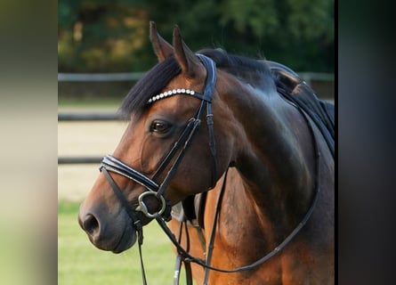 Deutsches Reitpony Mix, Stute, 13 Jahre, 145 cm, Brauner