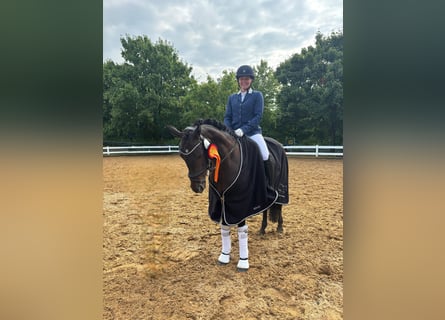 Deutsches Reitpony, Stute, 13 Jahre, 148 cm, Dunkelbrauner