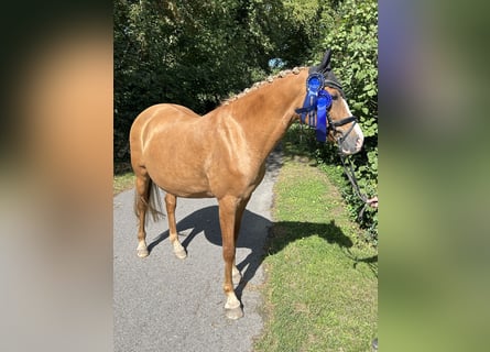 Deutsches Reitpony, Stute, 13 Jahre, 148 cm, Red Dun
