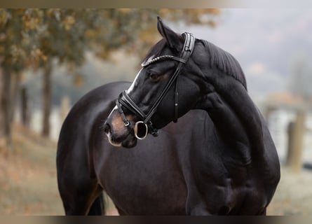 Deutsches Reitpony, Stute, 13 Jahre, 148 cm, Schwarzbrauner