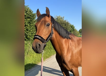 Deutsches Reitpony, Stute, 13 Jahre, 154 cm, Brauner