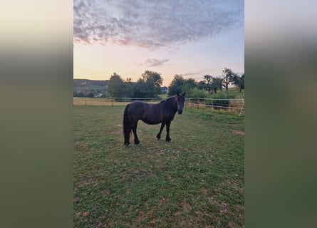 Deutsches Reitpony Mix, Stute, 14 Jahre, 135 cm, Rappe