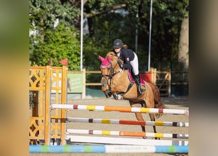 Deutsches Reitpony, Stute, 14 Jahre, 147 cm, Fuchs