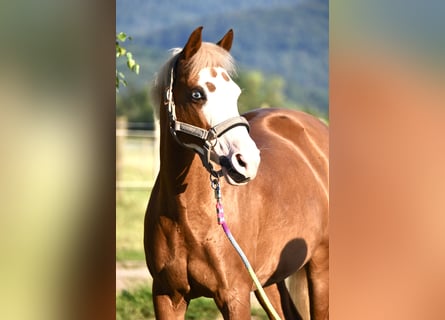 Deutsches Reitpony, Stute, 15 Jahre, 144 cm, Fuchs