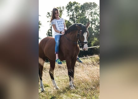 Deutsches Reitpony, Stute, 15 Jahre, 145 cm, Brauner
