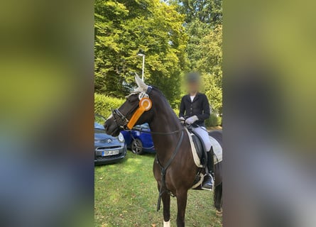 Deutsches Reitpony, Stute, 15 Jahre, 146 cm, Dunkelbrauner