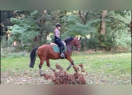 Deutsches Reitpony, Stute, 16 Jahre, 142 cm, Brauner
