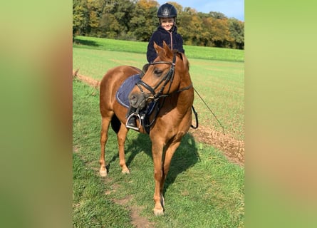 Deutsches Reitpony, Stute, 16 Jahre, 142 cm, Fuchs Deutsches Reitpony, Stute, 16 Jahre, 142 cm, Fuchs