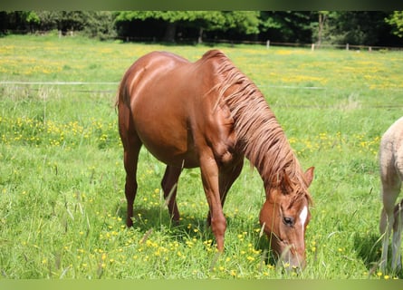 Deutsches Reitpony, Stute, 16 Jahre, 146 cm, Fuchs