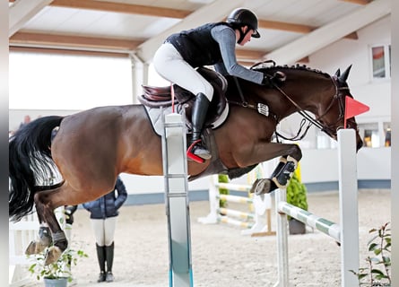Deutsches Reitpony, Stute, 16 Jahre, 148 cm, Brauner