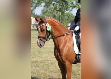 Deutsches Reitpony, Stute, 16 Jahre, 148 cm, Fuchs