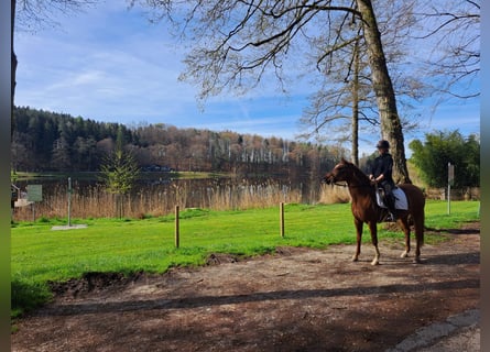 Deutsches Reitpony Mix, Stute, 16 Jahre, 154 cm, Fuchs