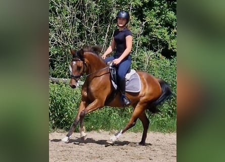 Deutsches Reitpony, Stute, 17 Jahre, 138 cm, Brauner
