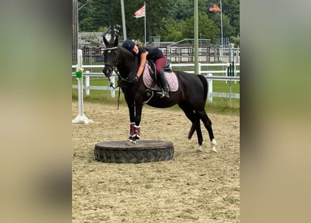 Deutsches Reitpony, Stute, 17 Jahre, 144 cm, Rappe