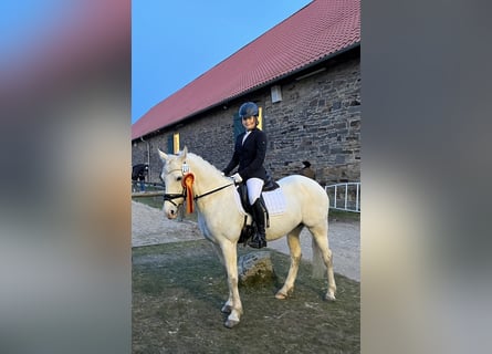 Deutsches Reitpony, Stute, 17 Jahre, 146 cm, Apfelschimmel