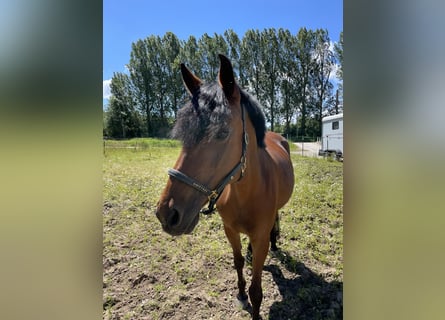 Deutsches Reitpony, Stute, 17 Jahre, 149 cm, Brauner