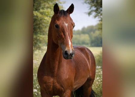 Deutsches Reitpony, Stute, 18 Jahre, 147 cm, Dunkelbrauner