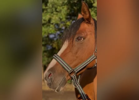 Deutsches Reitpony, Stute, 18 Jahre, 148 cm, Brauner