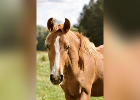 Deutsches Reitpony, Stute, 1 Jahr, 146 cm, Fuchs