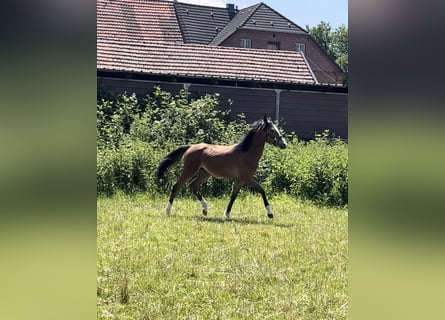 Deutsches Reitpony, Stute, 1 Jahr, Brauner