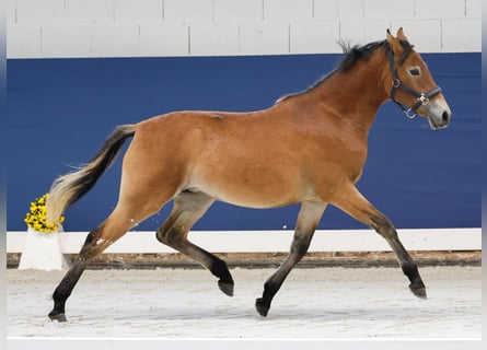 Deutsches Reitpony, Stute, 1 Jahr, Brauner