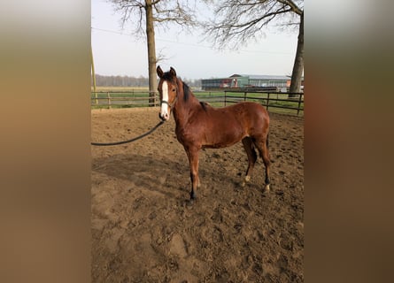 Deutsches Reitpony, Stute, 1 Jahr, Brauner