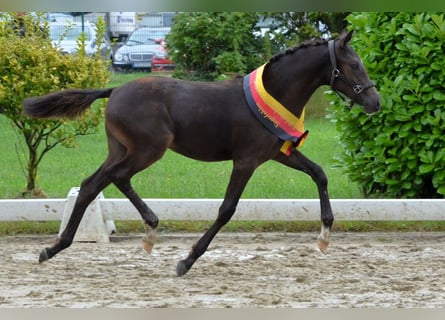 Deutsches Reitpony, Stute, 1 Jahr, Buckskin