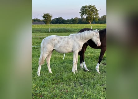 Deutsches Reitpony, Stute, 1 Jahr, Cremello