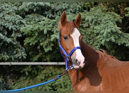 Deutsches Reitpony, Stute, 1 Jahr, Dunkelfuchs