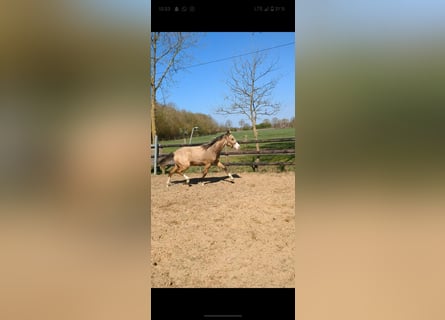 Deutsches Reitpony, Stute, 1 Jahr, Falbe