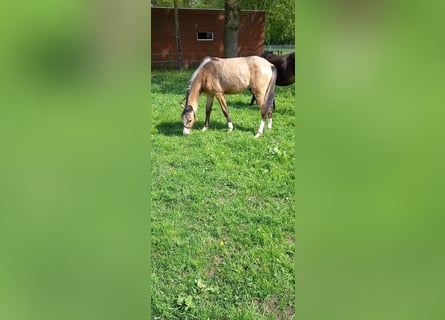Deutsches Reitpony, Stute, 1 Jahr, Falbe
