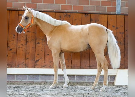 Deutsches Reitpony, Stute, 1 Jahr, Fuchs