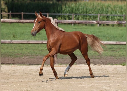 Deutsches Reitpony, Stute, 1 Jahr, Fuchs