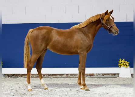 Deutsches Reitpony, Stute, 1 Jahr, Fuchs