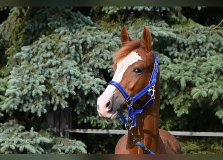 Deutsches Reitpony, Stute, 1 Jahr, Fuchs
